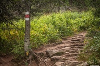 Экотропа нижний 800. Лисья тропа нижняя тура. Тропу нижняя тура. Лисьи тропы. Киалимский кардон таганай.