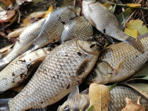 Carassius Jarocki, 1822) Род Карассиусы, Караси, Genus Carassius Jarocki, 1822 (