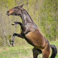 КСК Малинка. Ролевая игра. КСК Малинка. Ролевая игра.