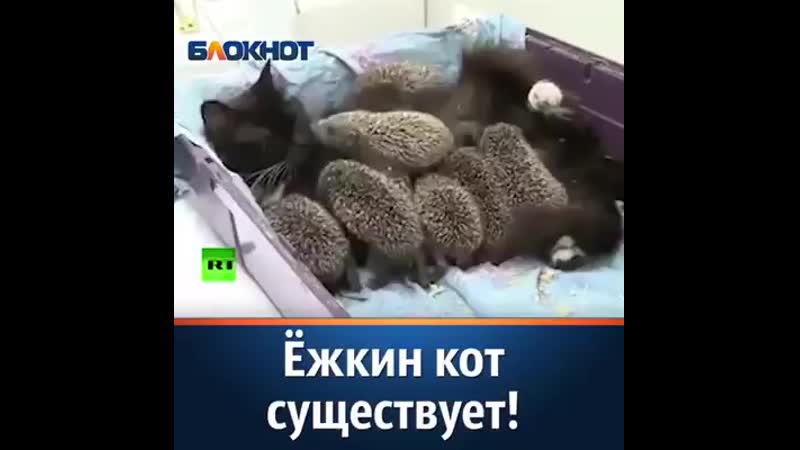Ёжкин кот.