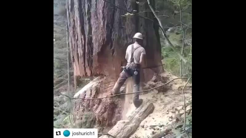 Вот это дерево (720p).mp4