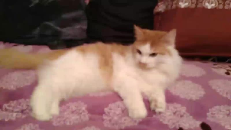 моя киса