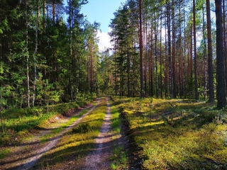 Кологривский лес костромская область. Кострома тайга. Красота костромских лесов. Костромские леса. Природа костромского края.