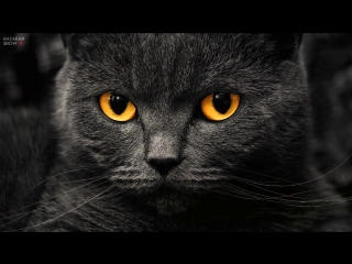 ЧТО БУДЕТ, ЕСЛИ ДОЛГО СМОТРЕТЬ КОШКЕ В ГЛАЗА