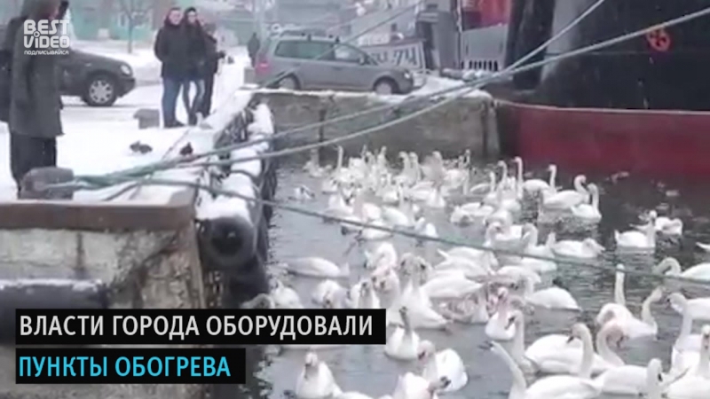 Замерзающих лебедей спасают от смерти жители Балтийска.