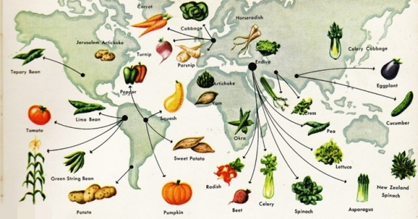 История каждого овоща на вашем столе Происхождение видов История овощей начинается на заре современного человечества, когда охотники-собиратели покинули Африку и начали заселять всю планету.
