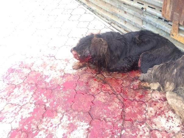 В Тамбовской области садист попытался убить щенка, пока его хозяев не было дома. На Первомайской улице города Уварово неизвестный покалечил молодую собаку. Сначала ему чем-то забрызгали глаза, а
