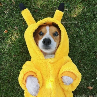 Локи Бобо Локи Бобо