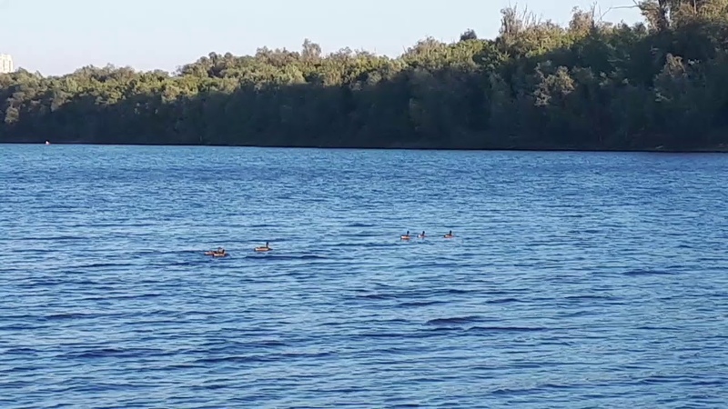Ducks are crossing the river😊🌊🦆